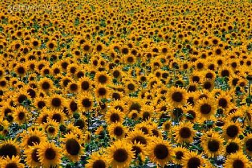 mansour&nbsp;jazayeri